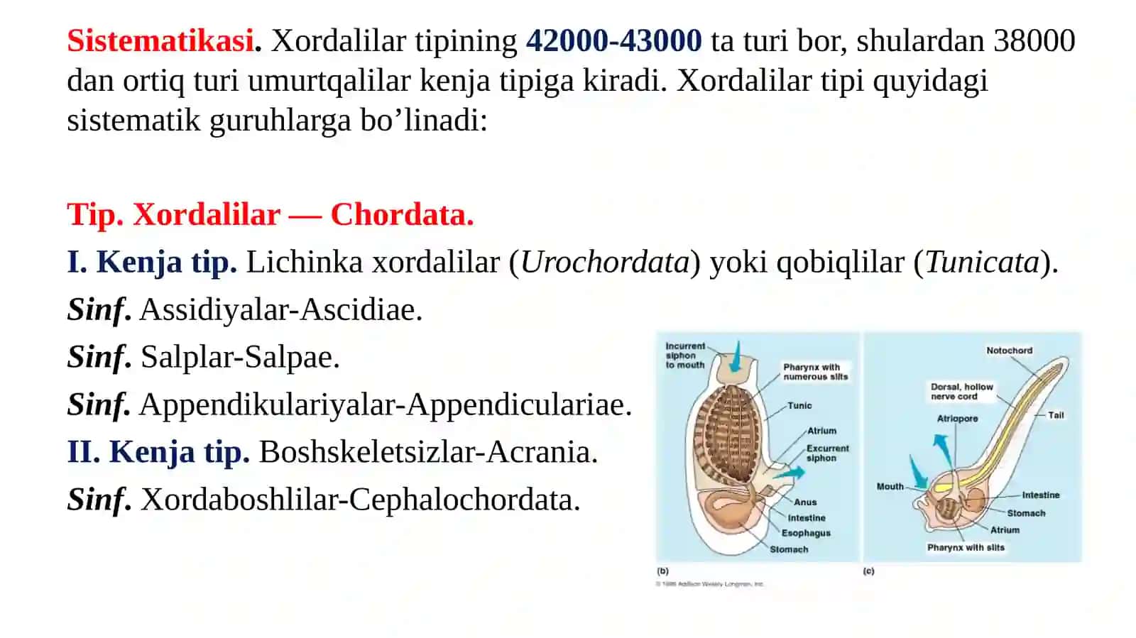 XORDALILAR TIPI 4