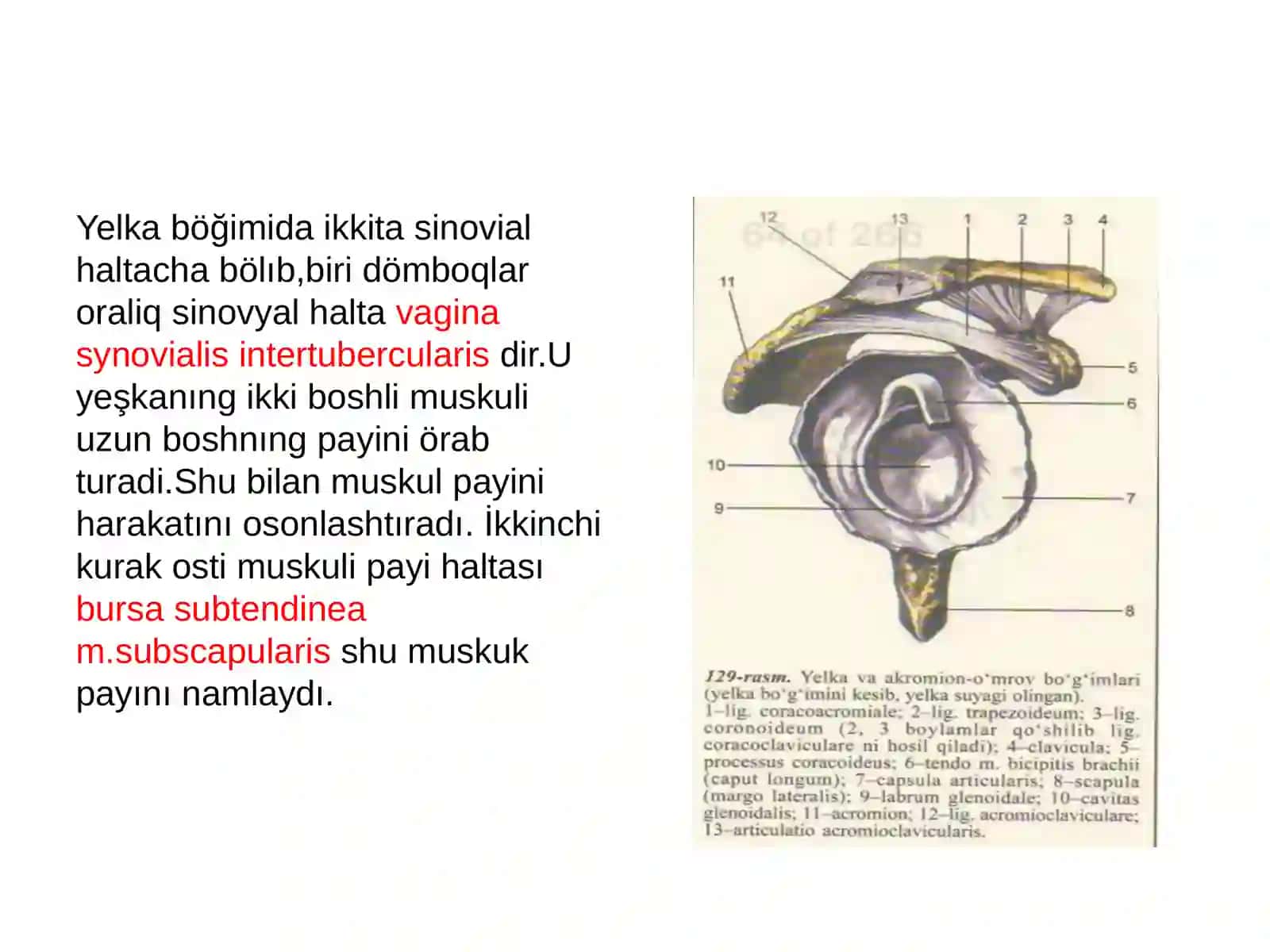 Yelka böğimi 4