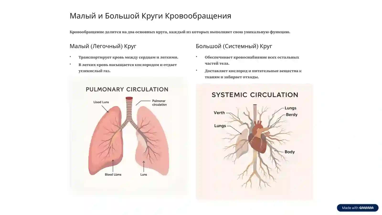 Система кровообращения: Обзор 4