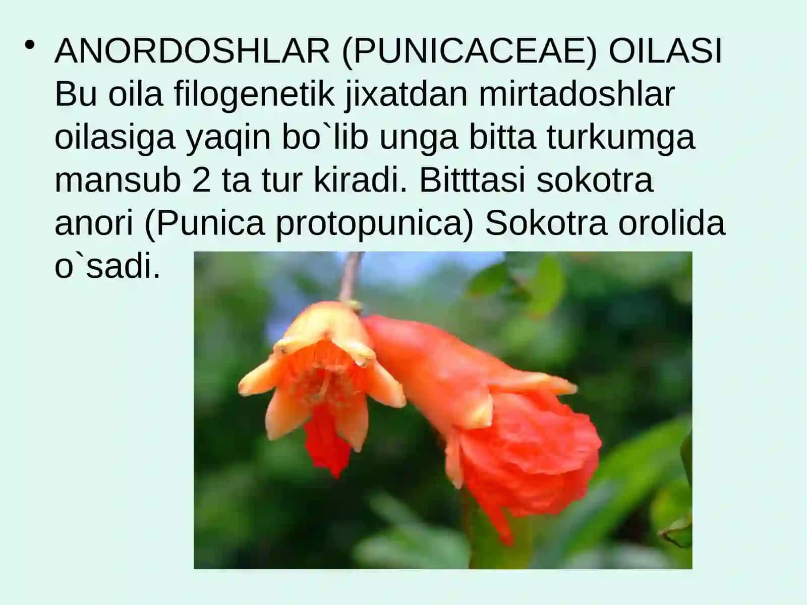 Mirtadoshlar(Myrtaceae)oilasi 4