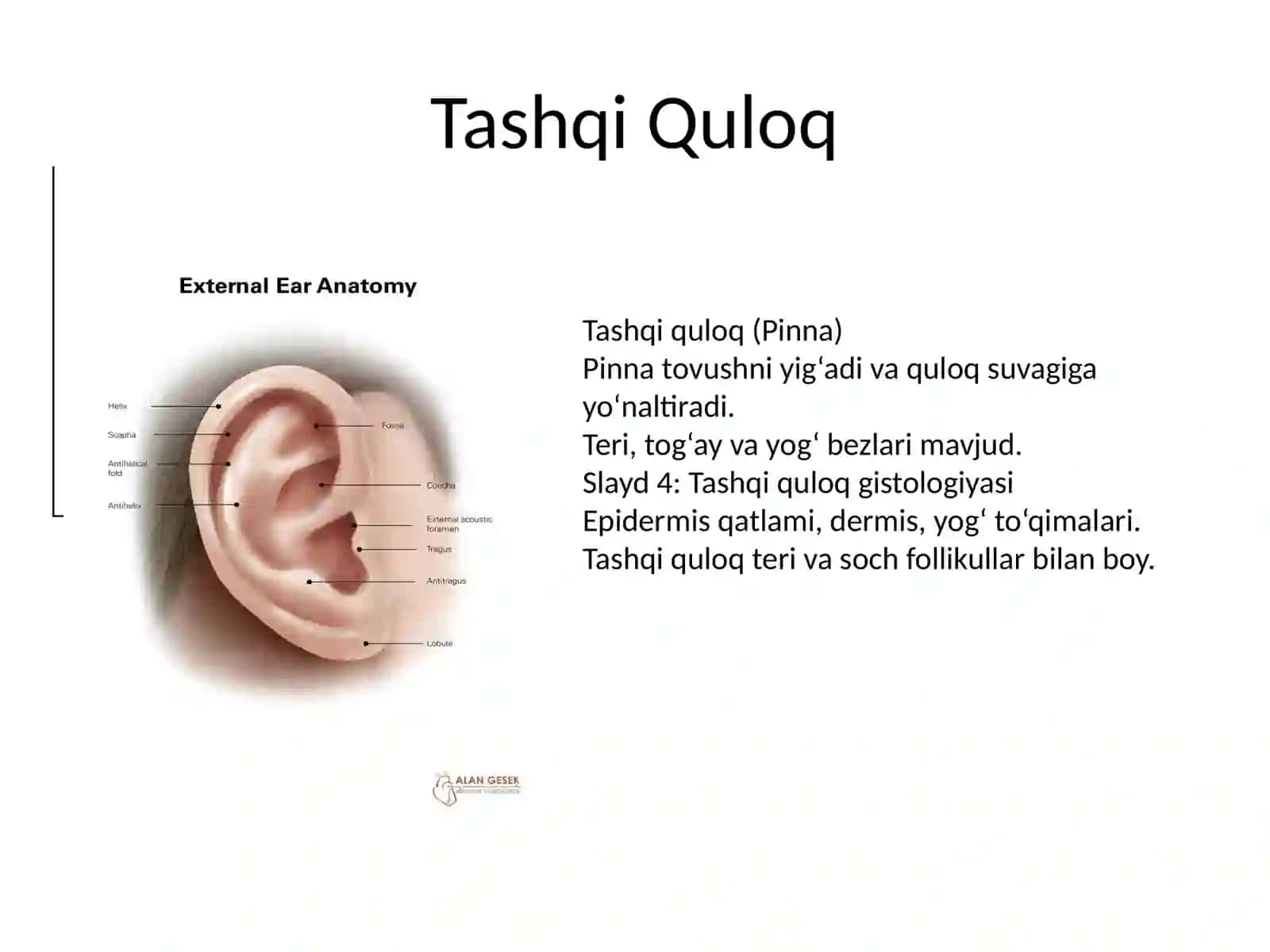 Sezgi organlari gistologiyasi 4