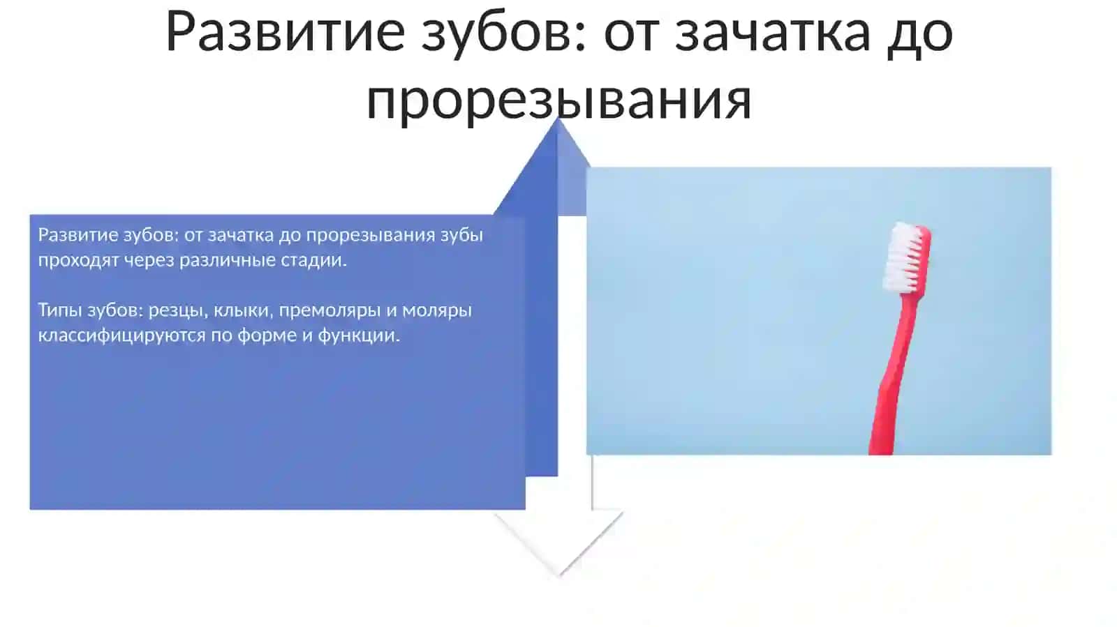 Строение зубов, виды и формирование 4