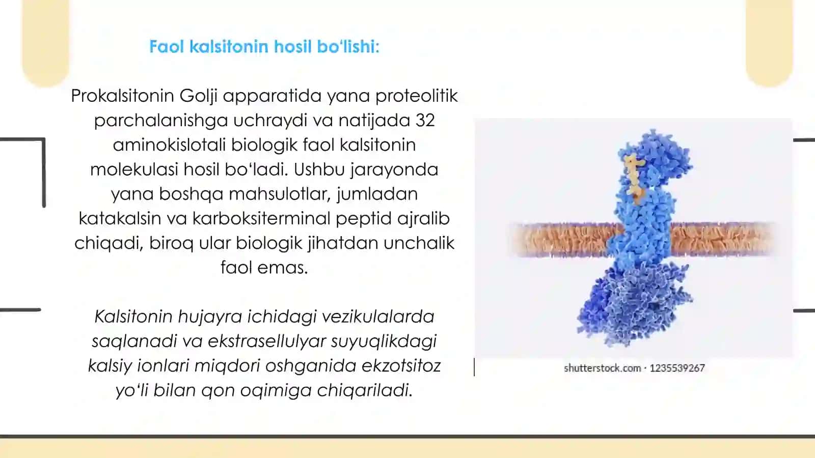 KALSITONIN GORMONI 4