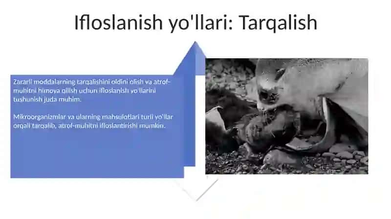Mikrobial Ifloslanish: Umumiy Ma'lumot 4