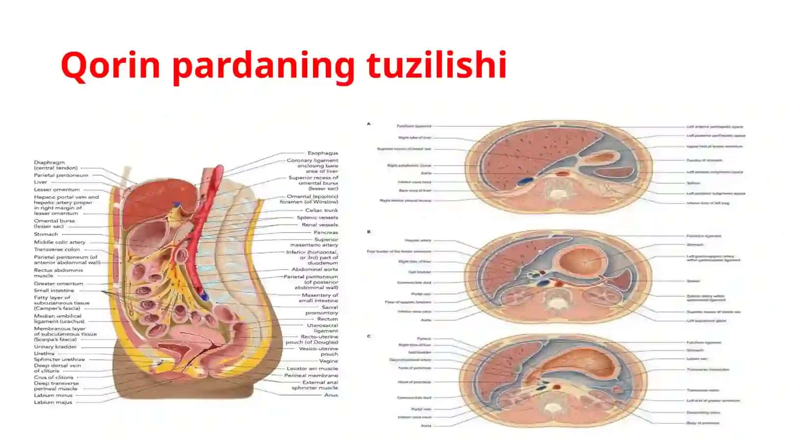 QorinpardaSinuslar,KanallarvaQopchalar 4