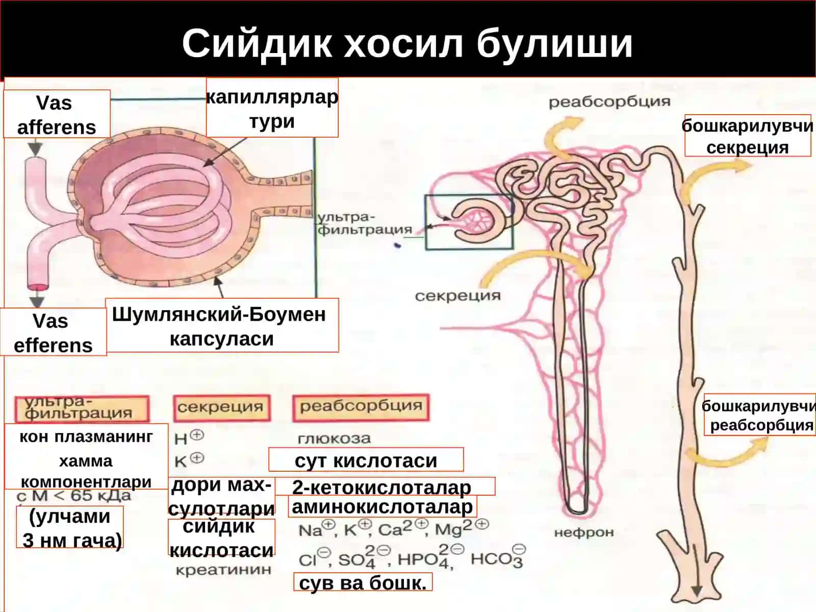 Буйрак патофизиологияси 4
