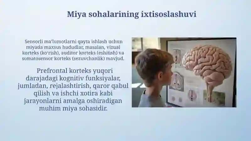 Miyaning turli qismlarining faoliyatini o'rganish 4