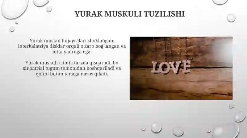 Yurak mushaklari tuzilishi 4
