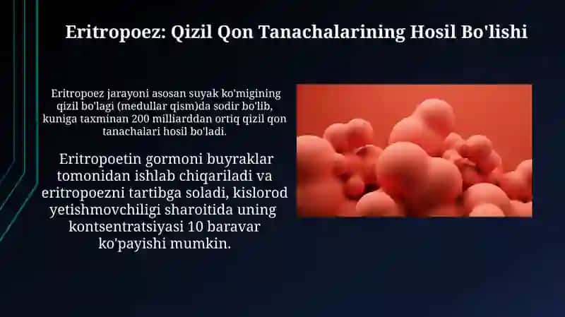 Pereferik qon yaratuvchi va immune a'zolari 4