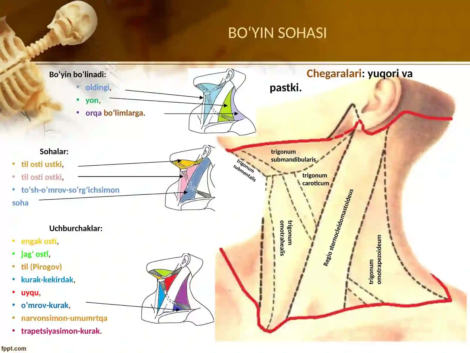 Boʻyin sohasi klinik anatomiyasi 4