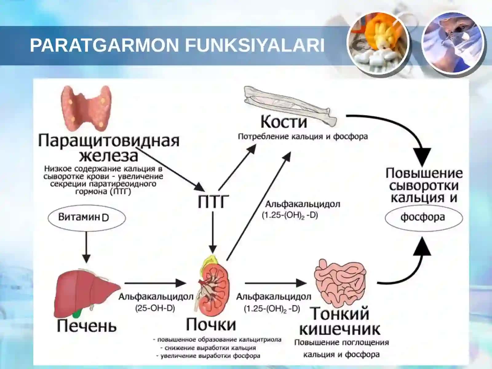 Qalqon oldi va ayrisimon bez patofiziologiyasi 4