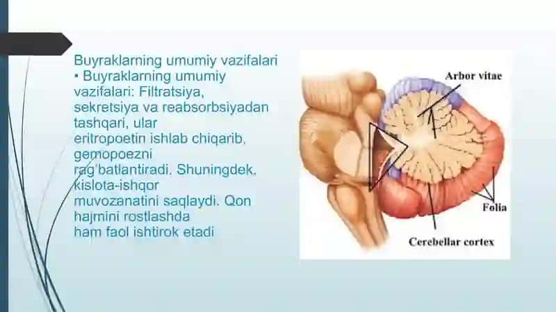 Buyraklarbosimi’’fiziologiyasi 4