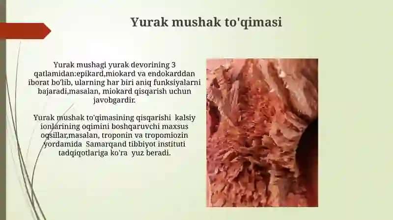 Mushak toʻqimasi 4