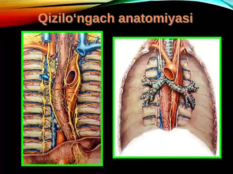 Qizilo‘ngach kasalliklari 4