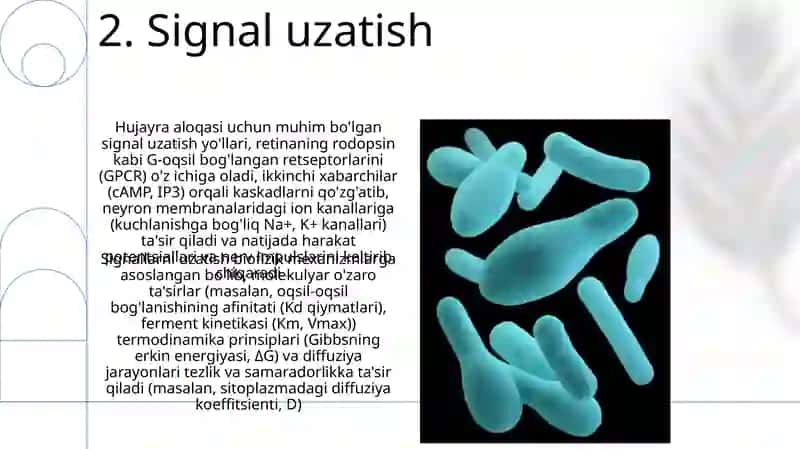 Tirik organizmlar biofizikasi 4