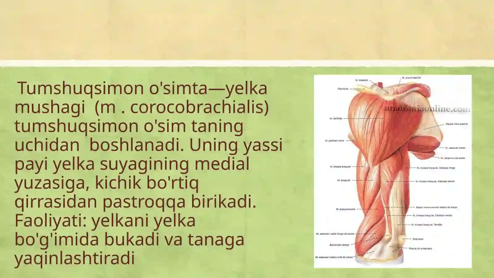 Yelka kamarlari va yelka mushaklari 4