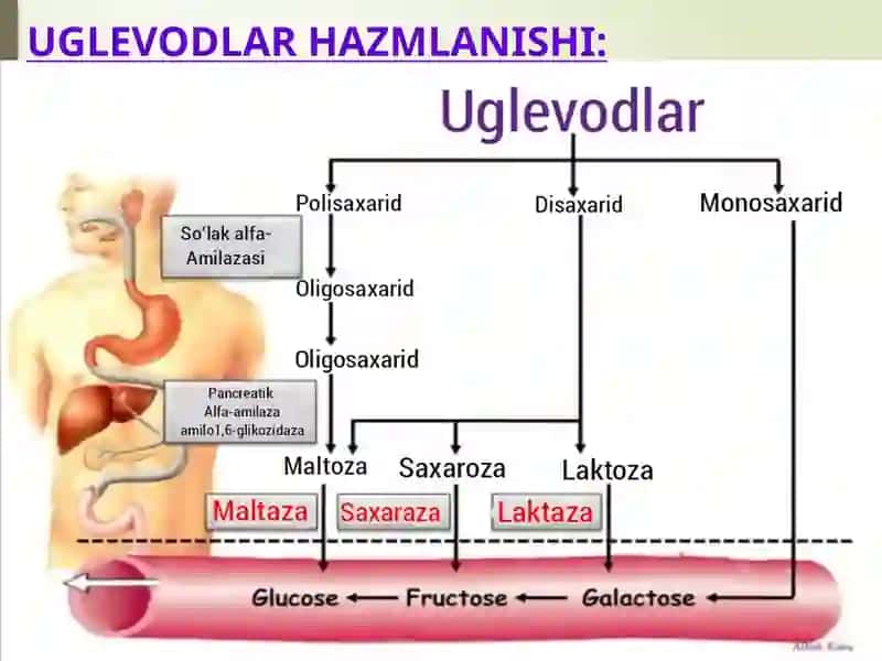 UGLEVODLAR ALMASHINUVIGA KIRISH. GLIKOLIZ. 4