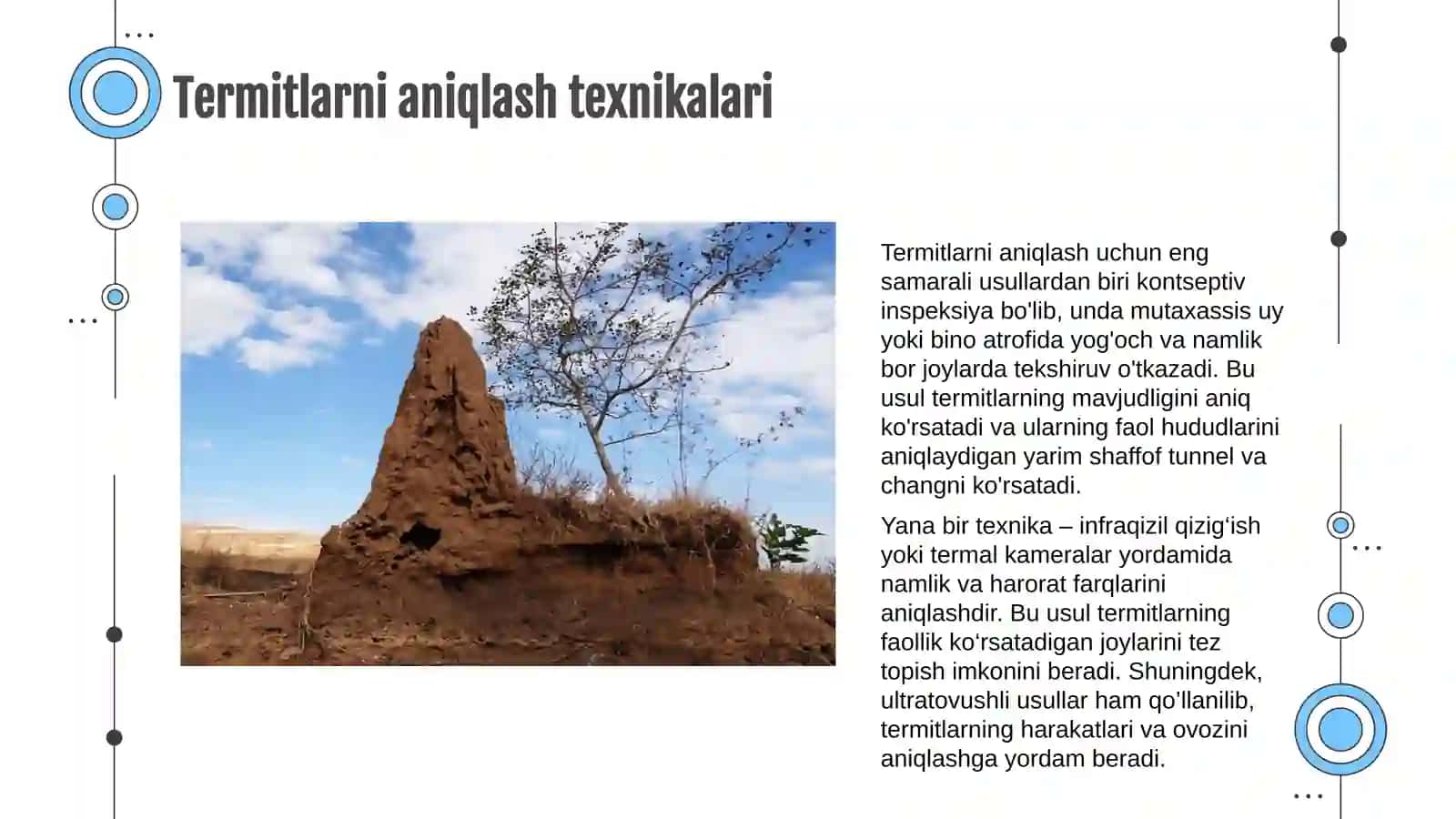 Termitlardan qutilish 4
