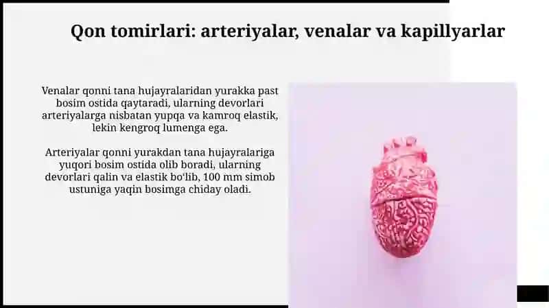 Qon aylanish sistemasi 4