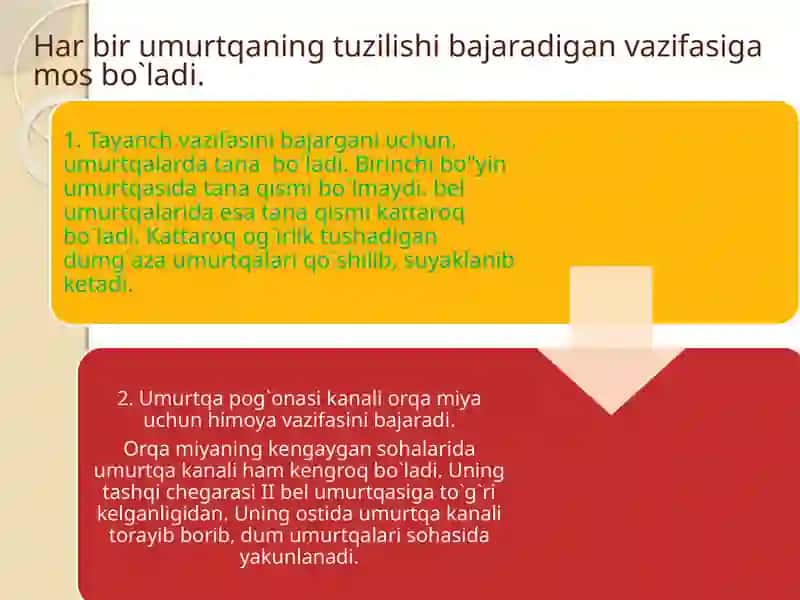Umurtqa pog'onasi tuzulishi 4