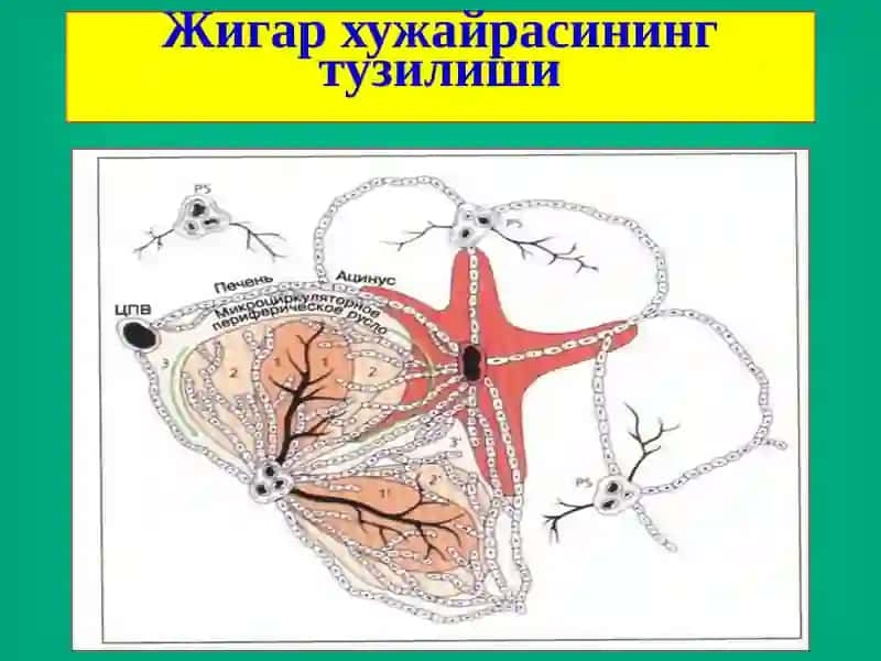 Жигар хирургик касалликлари 4