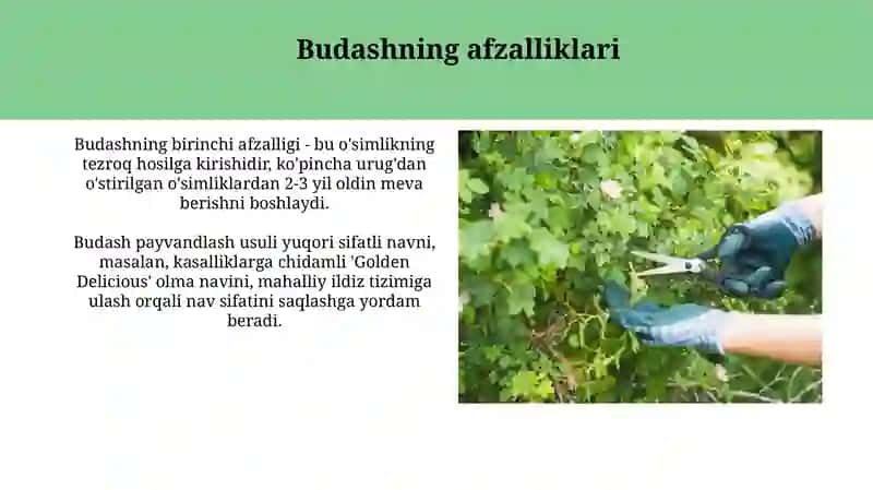 Mevali daraxtlarni kesish va qirqish 4