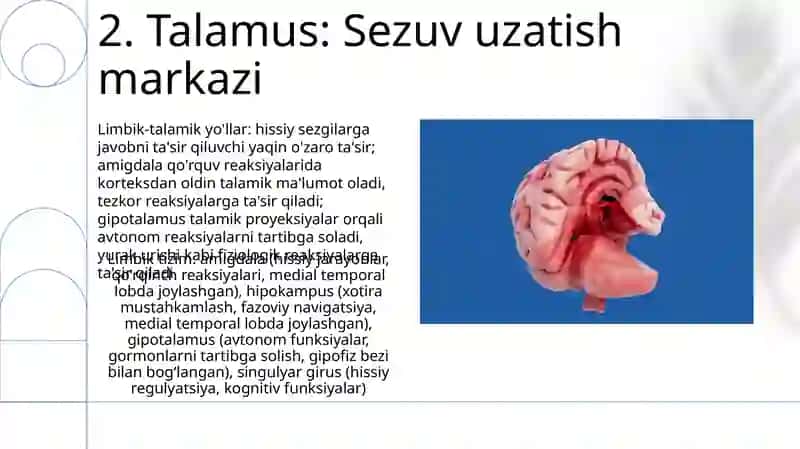 Limbik tizim: funksiyasi 4