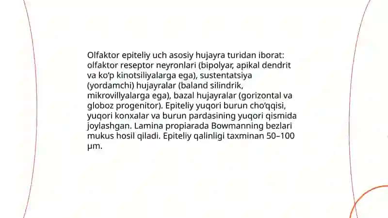 Hid bilish a'zosi gistalogiyasi 4