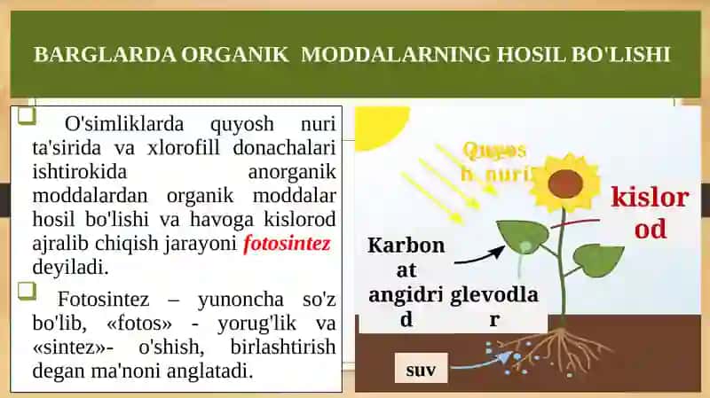 BARGLARDA ORGANIK MODDALARNING HOSIL BO'LISHI 4