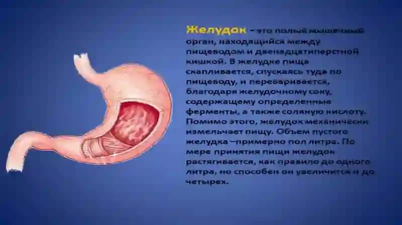 ВНУТРЕННЫЙ ОРГАНИ ЧЕЛОВЕКА 4