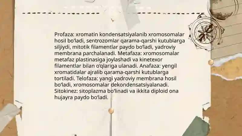 Metoz va meyoz xaqida 4