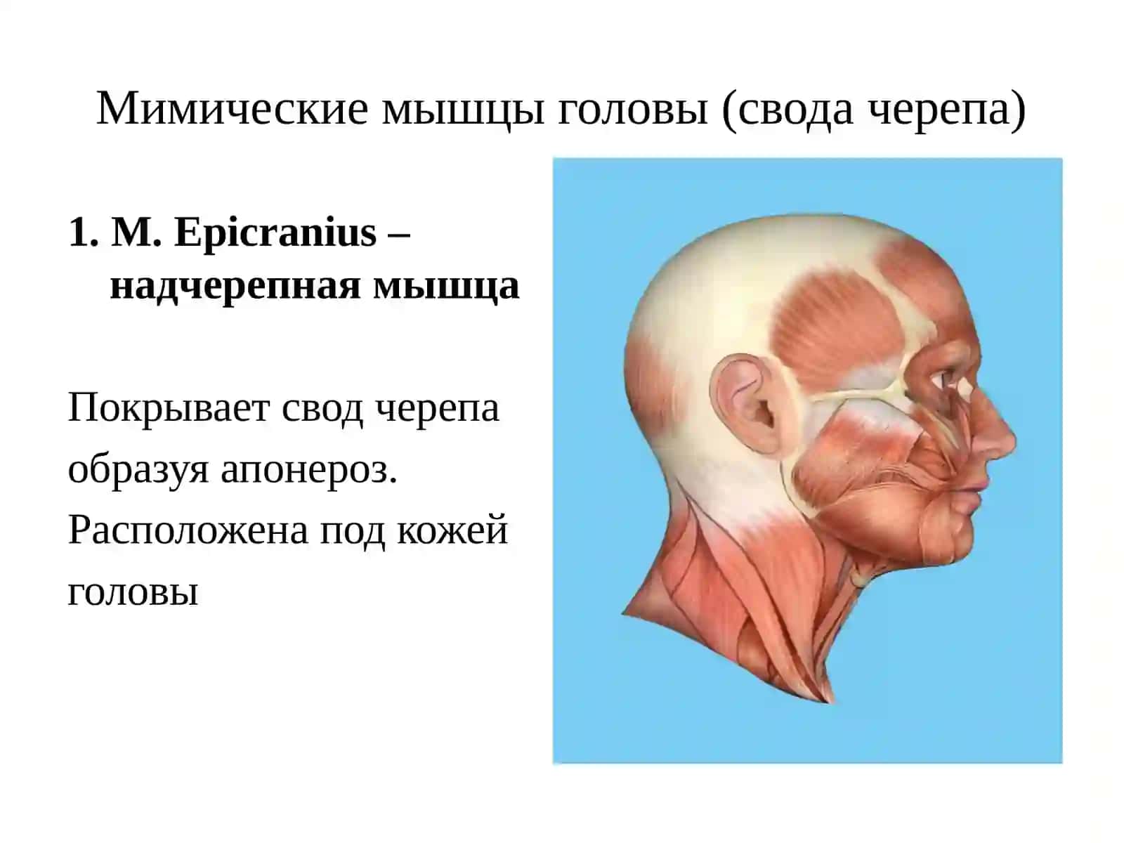 Мышцы и фасции головы 4