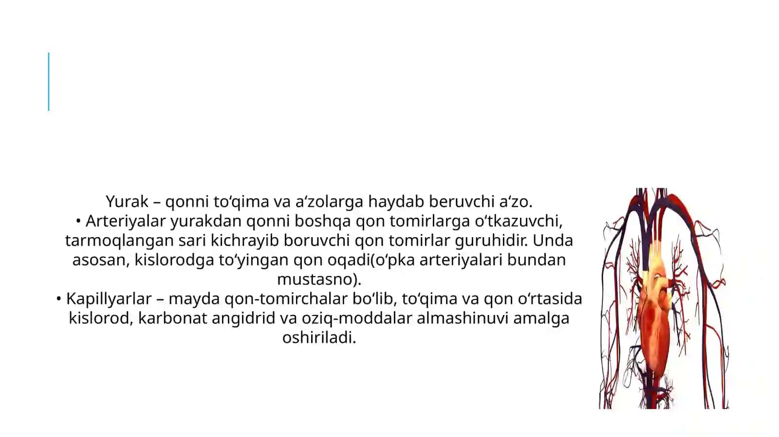 Yurak va qon tomir sistemasi 4