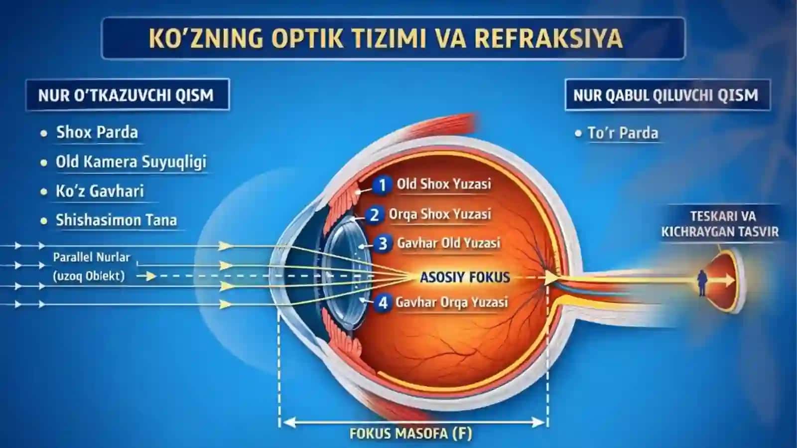 Klinik va fizik refraktsiya. Akkomodatsiya 4