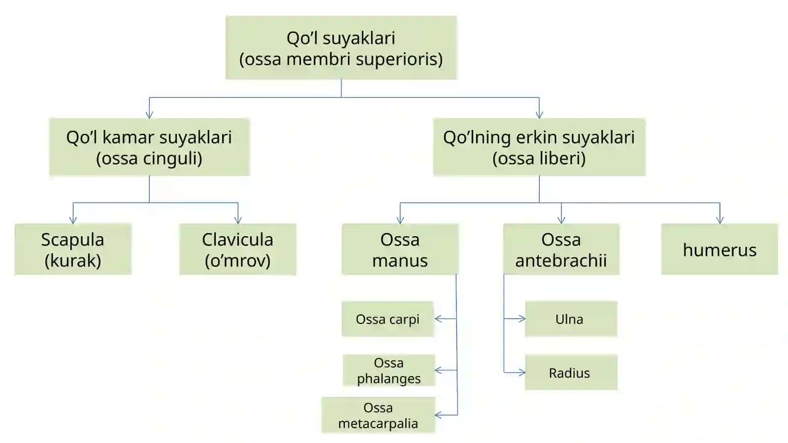 Qo’lsuyaklari 4