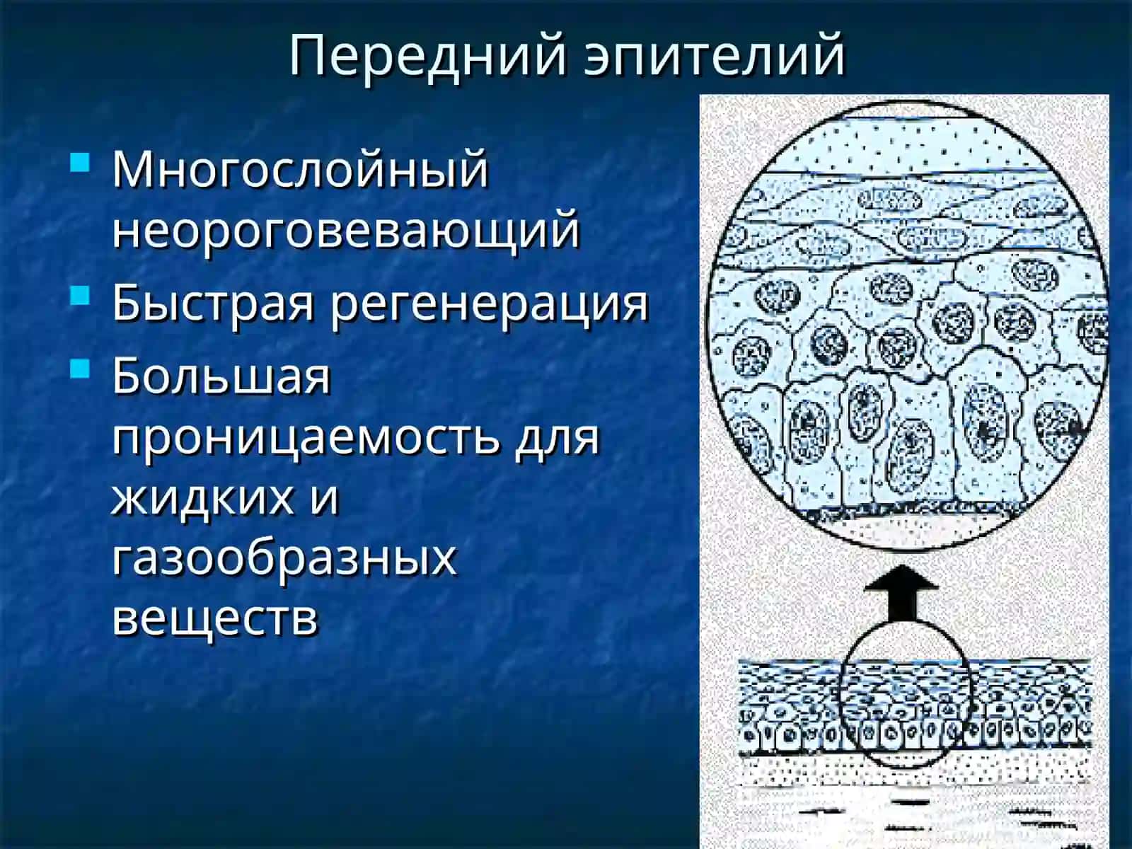 Воспалительные заболевания роговицы и склеры 4
