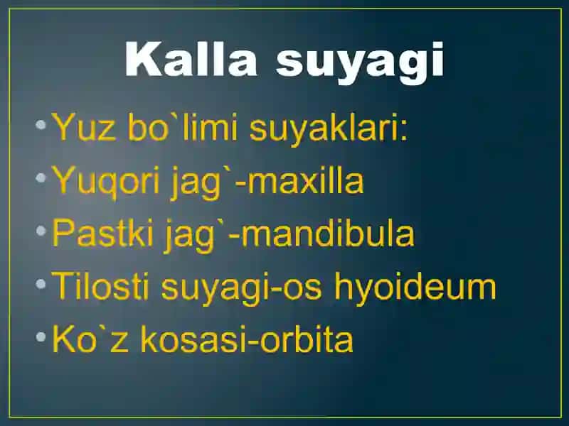Anatomiya fanidan Kalla suyagi mavzusida taqdimot. 4