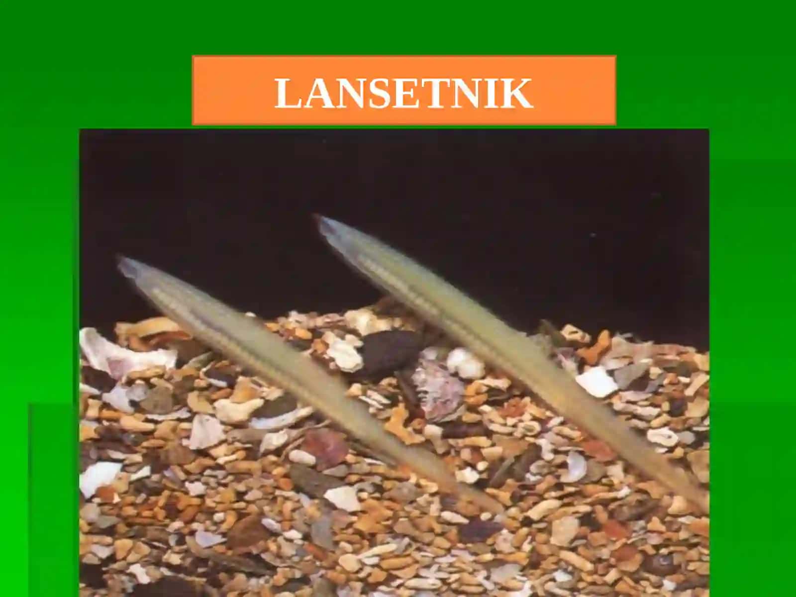 Boshsuyaksizlarkenjatipi 4
