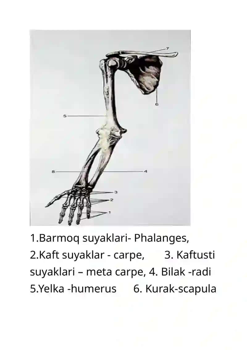 odam anatomiyasi 4
