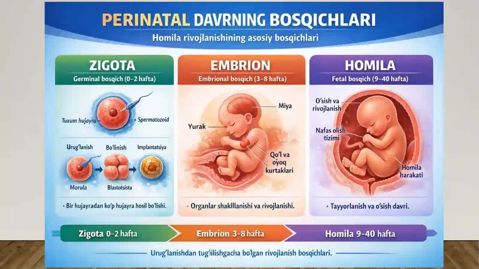 Ontogenezning ilk bosqichlari 4