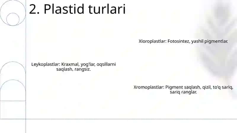 Plastidalar tuzishi va tiplari 4