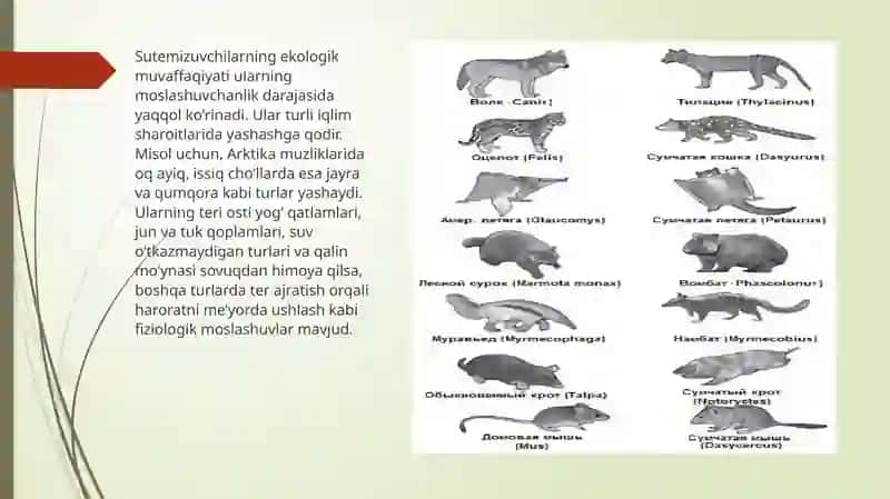 Sutemizuvchilar(Mammalia) 4