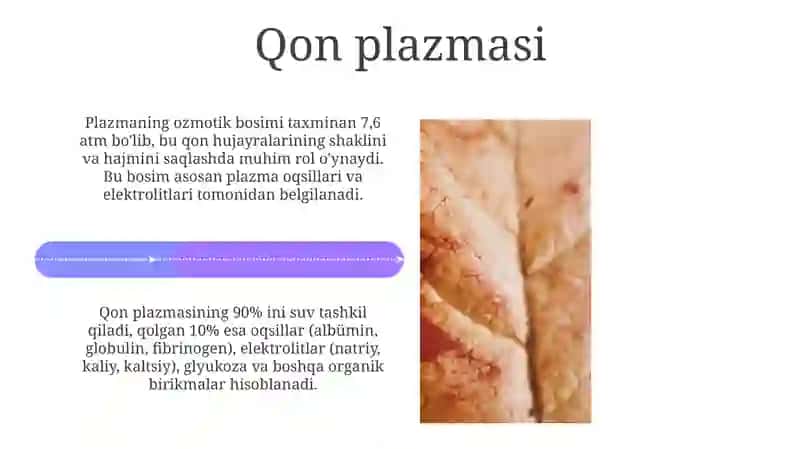 Ichki muhit toʻqimalari. Qon 4