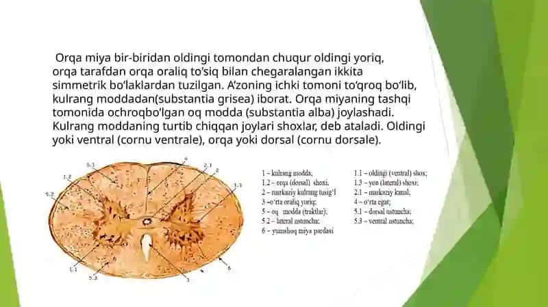 Orqa miya gistologiyasi 4