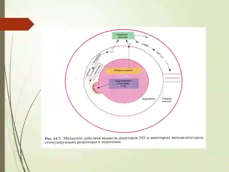 GIPOTENZIVDORIVOSITALAR 4
