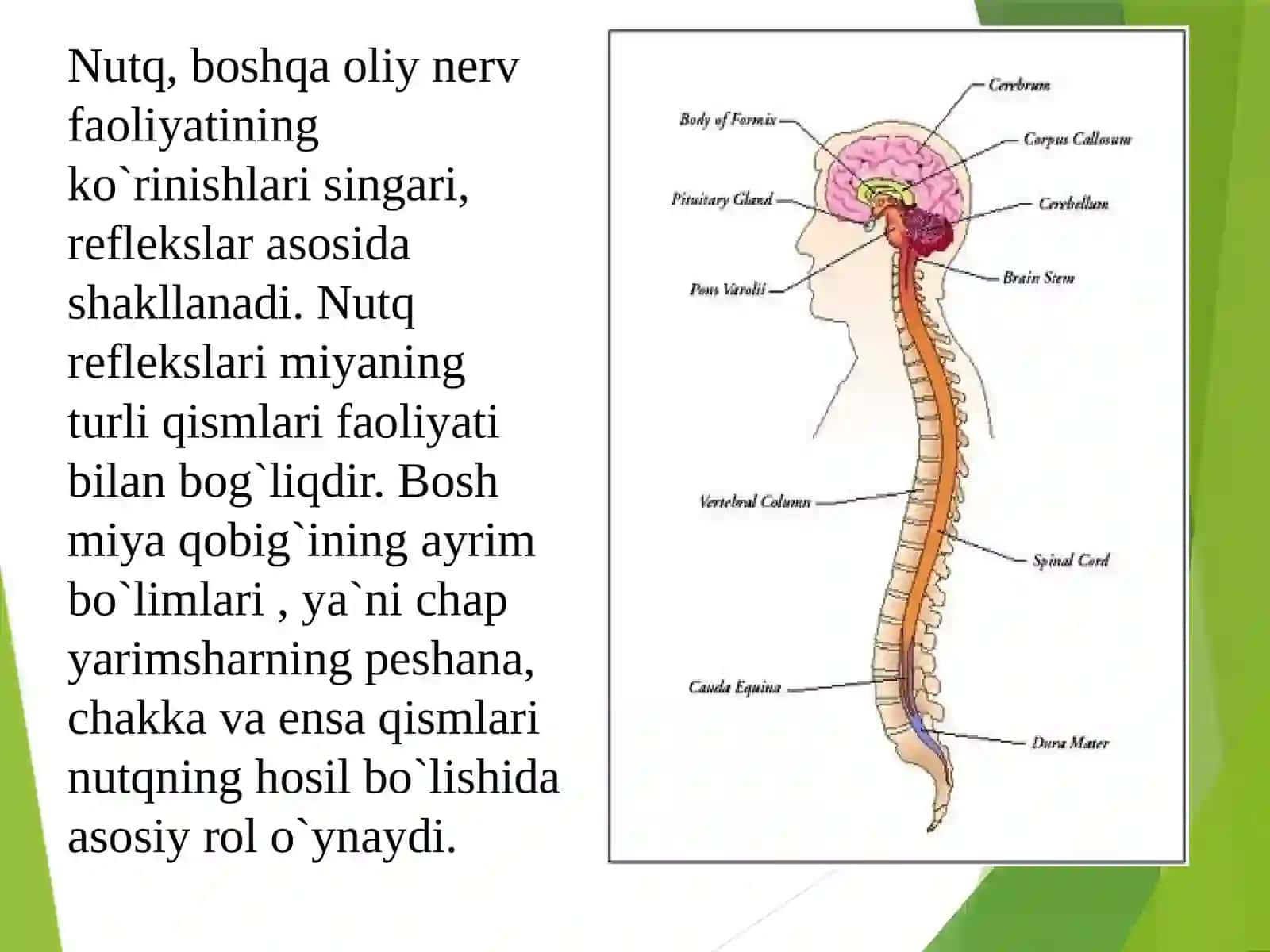 Nutqning anatomik fiziologik tuzilishi 4