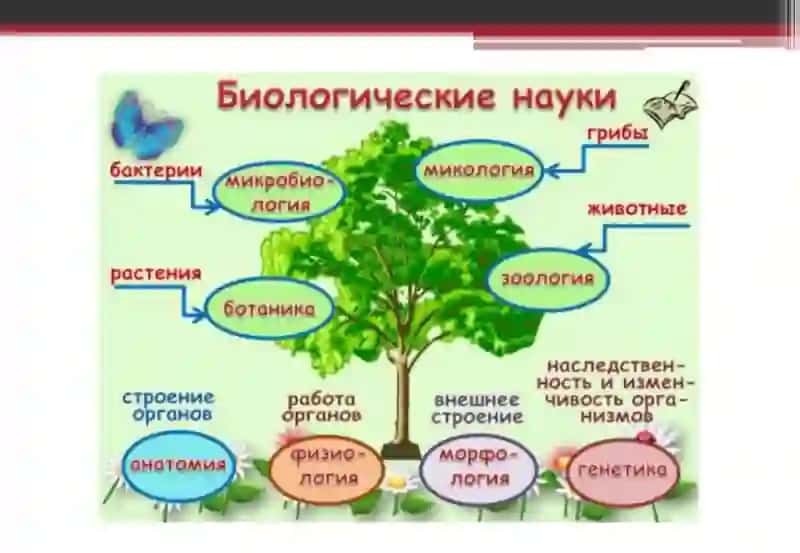 BIOLOGIYA – HAYOT HAQIDAGI FAN 4