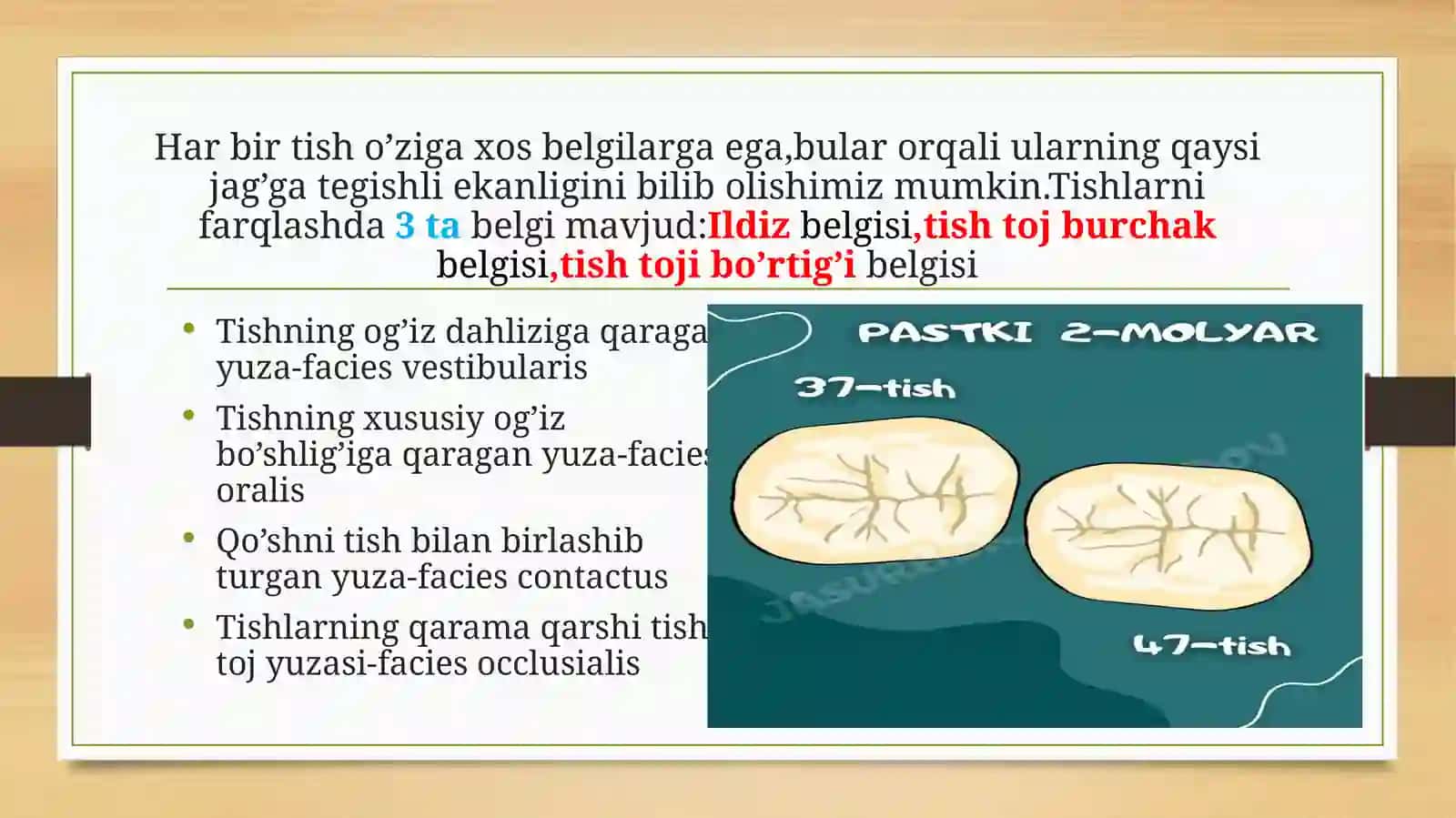 Tish anatomiyasi,tishning innervatsiyasi va qon bilan ta'minlanishi 4