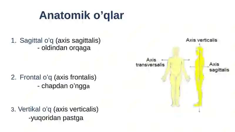 Anatomiksathlar, o’qlar 4