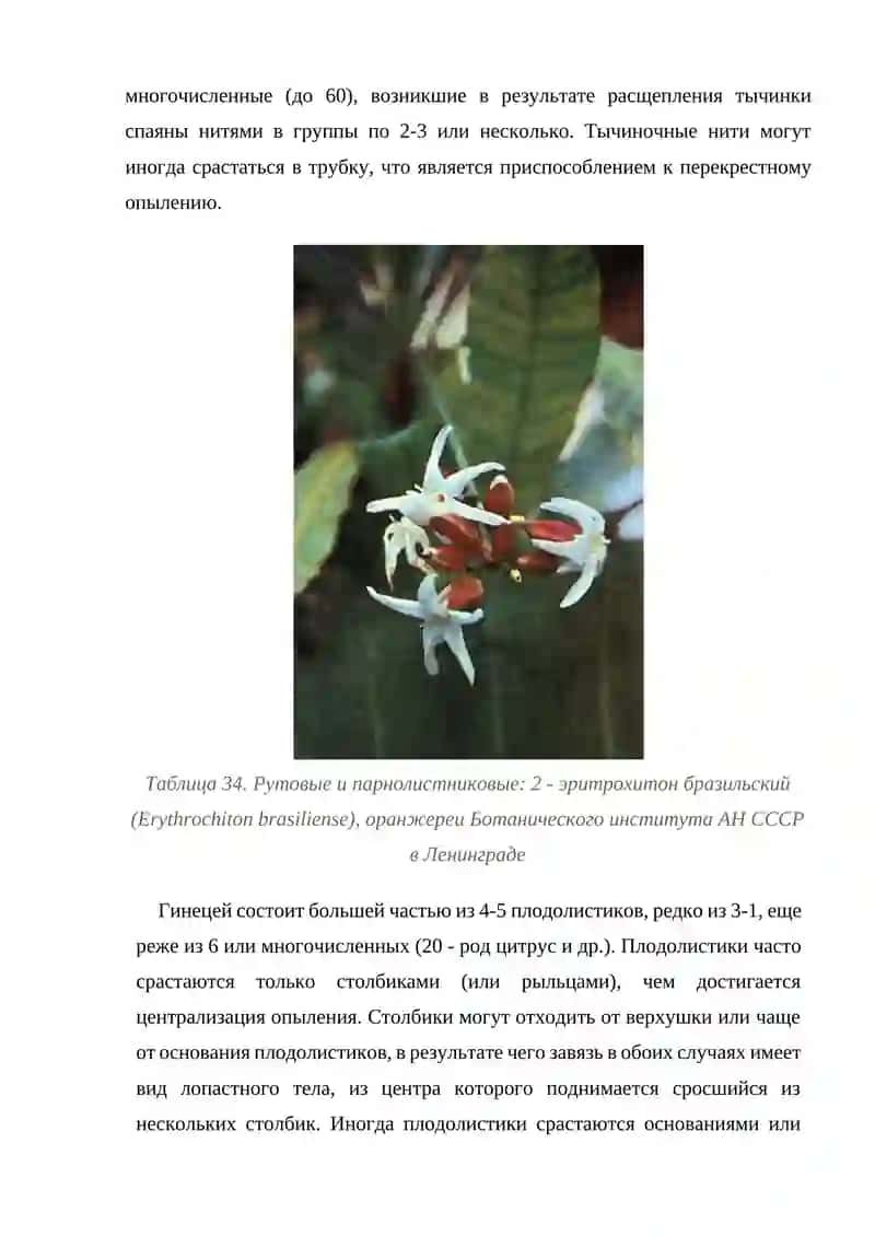 Семейство рутовые (Rutaceae) 4